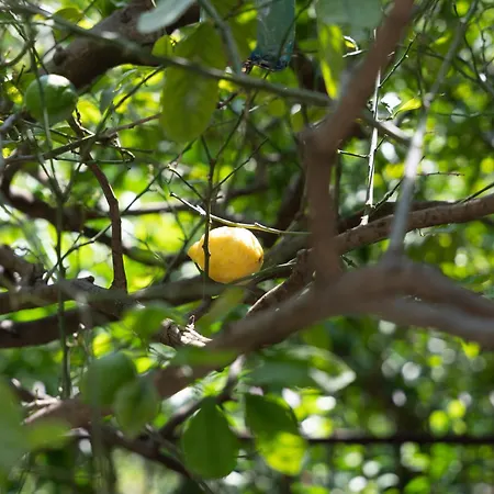 Apartamento Little House Among The Lemon Trees - Pompei Parking *
